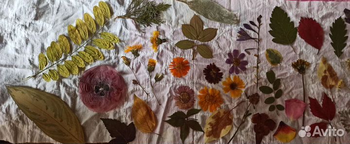 Набор сухоцветов для творчества