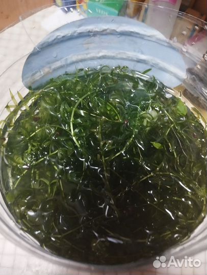 Аквариумные растения прополка