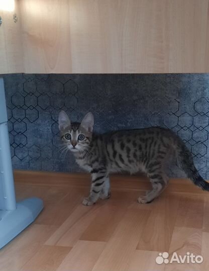 Котята в добрые руки бесплатно