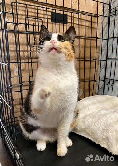 Люся стала ненужной после пяти лет жизни в семье