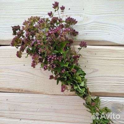 Душистый букет Травы для чая и бани лекарственные