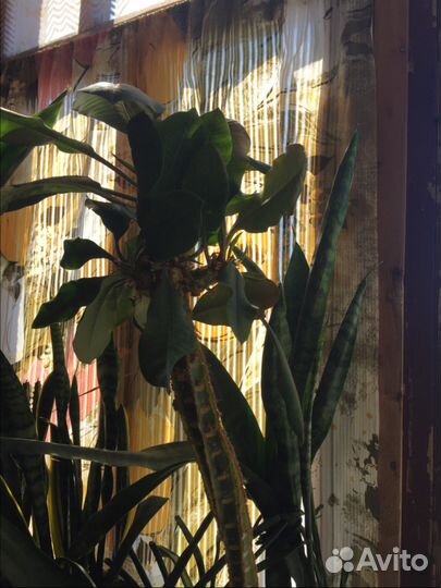 Комнатные растения