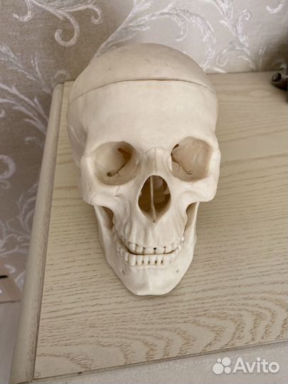 Череп анатомический