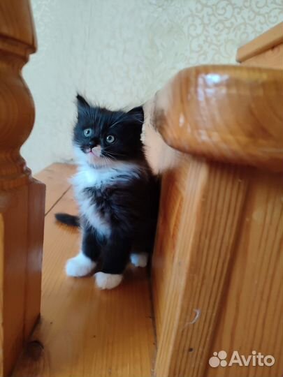 Котята в добрые руки приучены к лотку