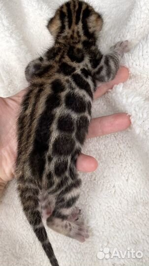 Бенгальский котенок мальчик