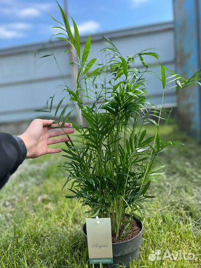 Комнатные растения