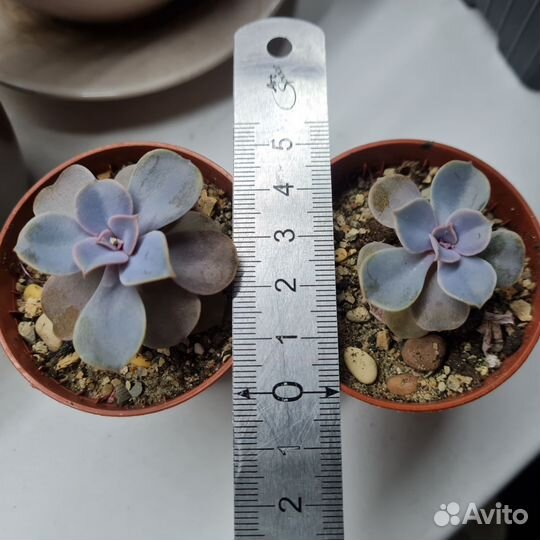 Эхеверия перл нюрнберг суккулент