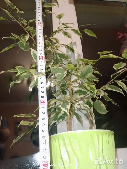 Фикус бенджамина