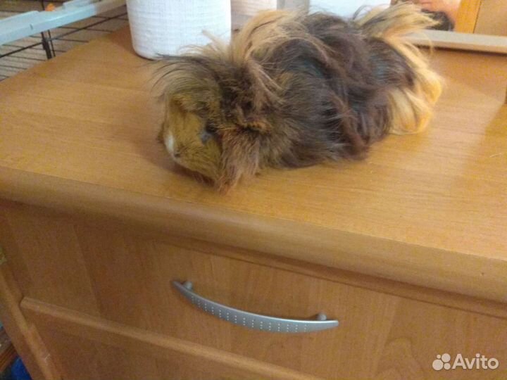 Морские свинки с клеткой