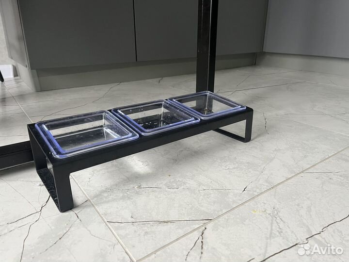 Кошка британская