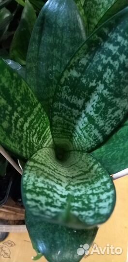 Комнатные цветы сансевиерии Хана / Ханни