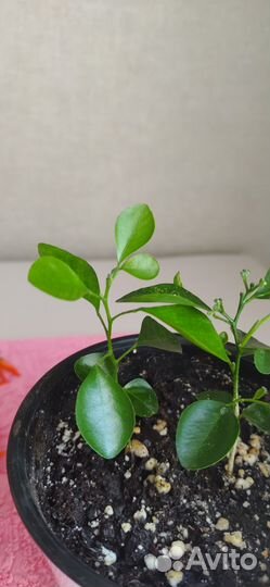 Домашние растения цветы