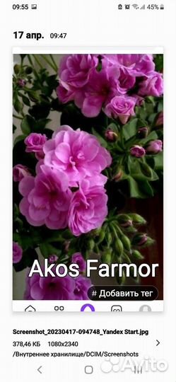 Герань пеларгония