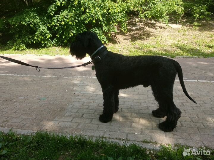 Вязка ризеншнауцер