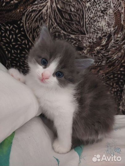 Кошки бесплатно