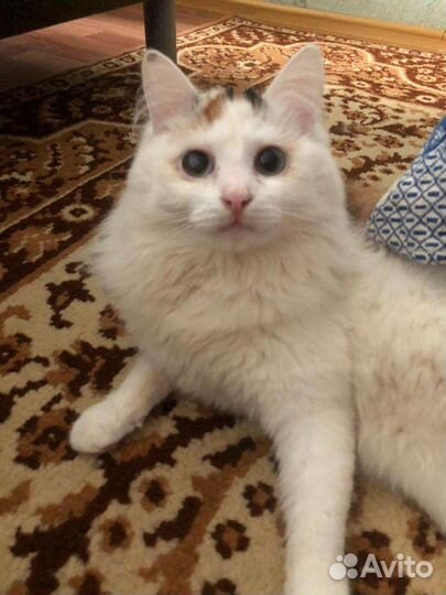 Кошки в добрые руки бесплатно