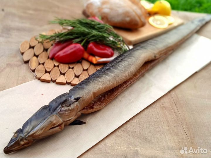 Балтийский угорь