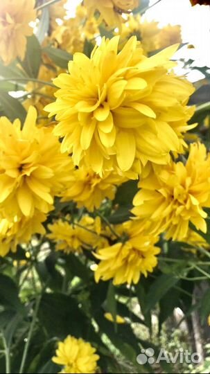 Золотой шар многолетник