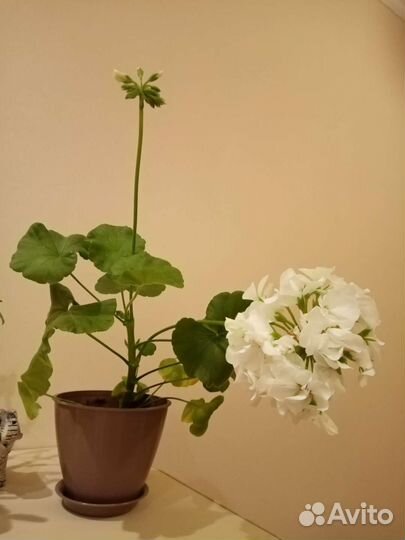 Пеларгония герань