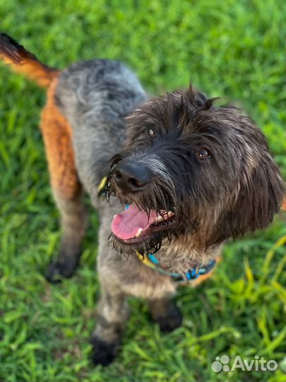 Собаки в дар