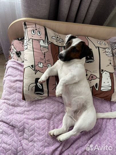 Джек Рассел терьер, вязка