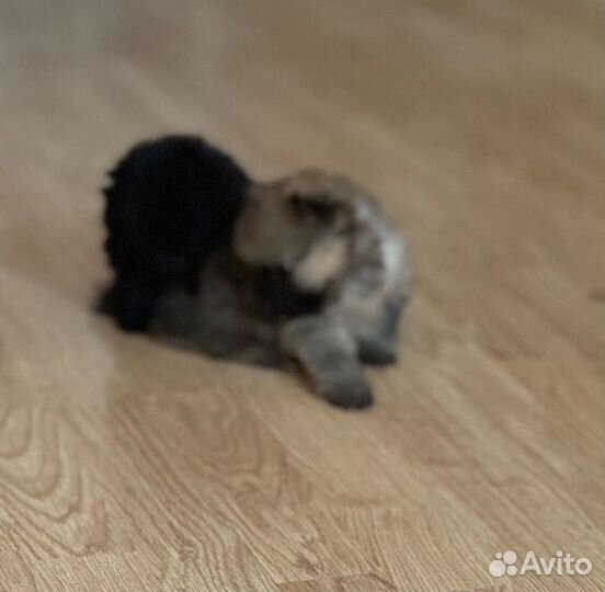 Померанский шпиц
