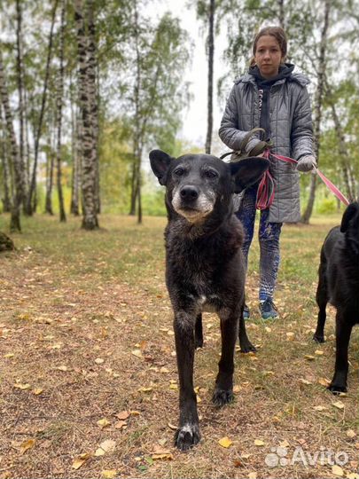 Собака из приюта бесплатно