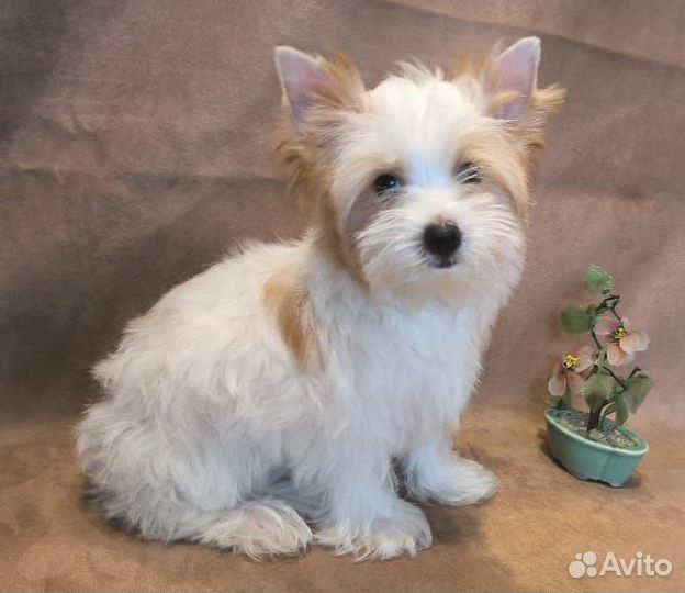Щенки Голддаст Йорки 3 мальчика