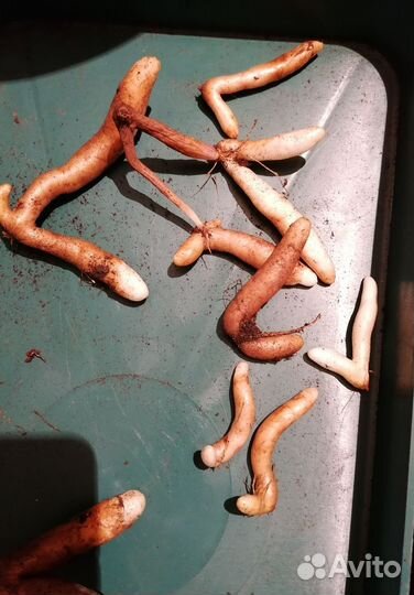 Глориоза растение