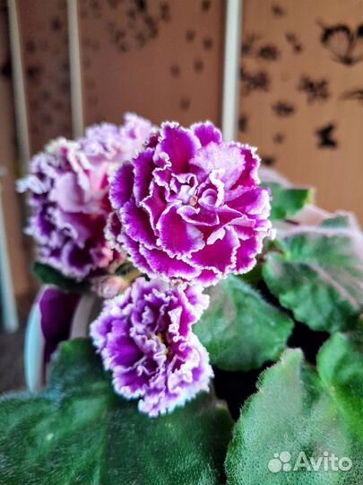 Фиалки сортовые (детки и стартеры)