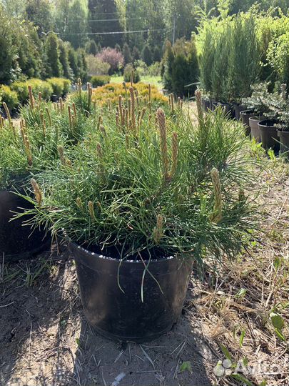 Сосна Горная Пумилио