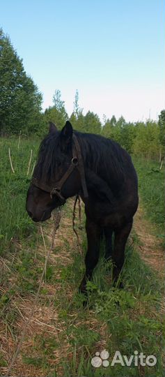 Жеребец 3года