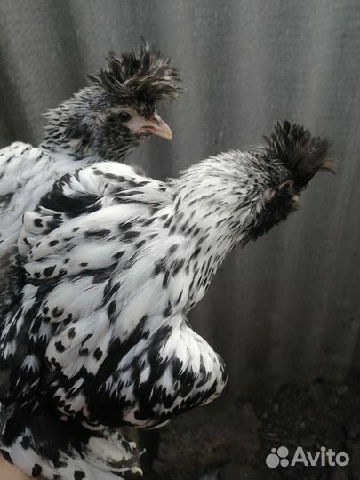 Павловское золото и серебро