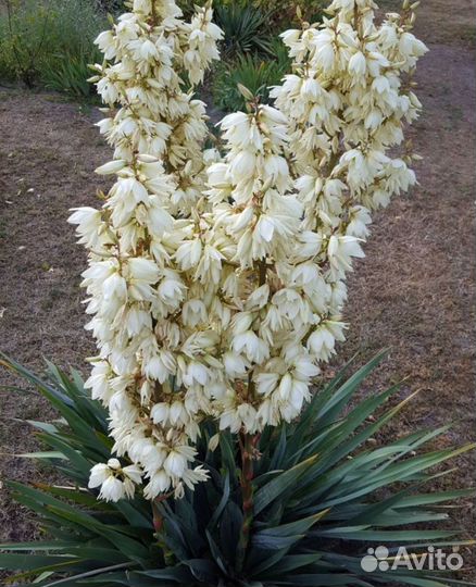 Юкка садовая