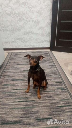 Русский той-терьер