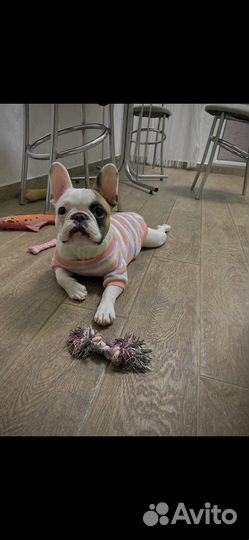 Боди одежда для собак