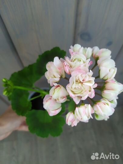 Пеларгония Denise