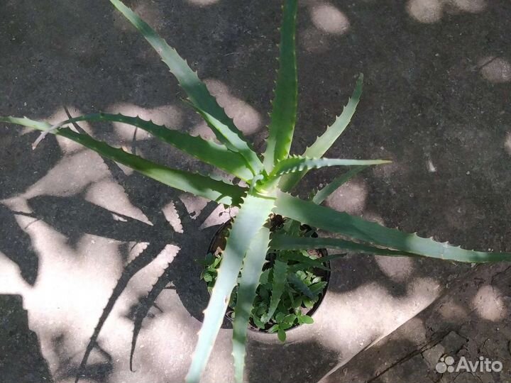 Лечебное Алоэ 3 года