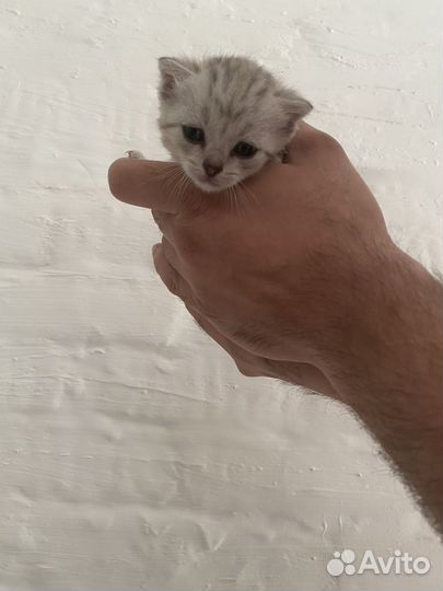 Шотландская котята