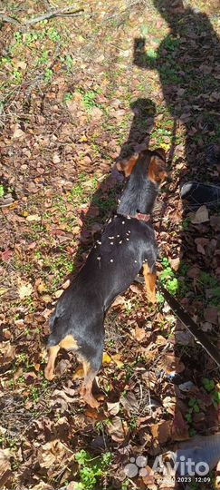 Ягдтерьер 2 года