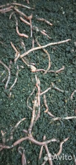 Черви для рыбалки