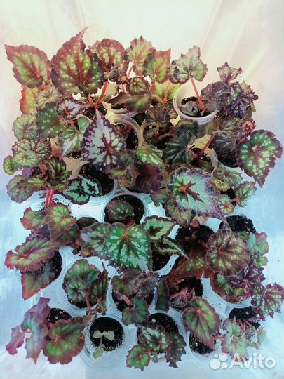 Бегония декоративно лиственная