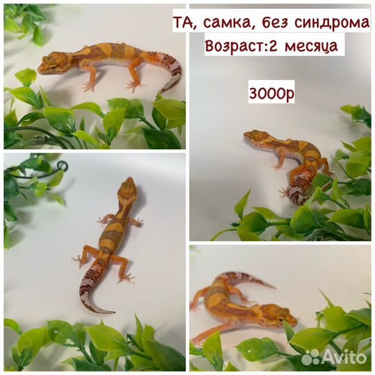 Эублефары 2023