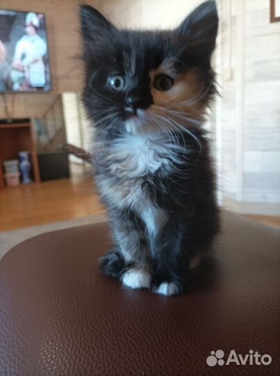 Котёнок от вислоухой кошки