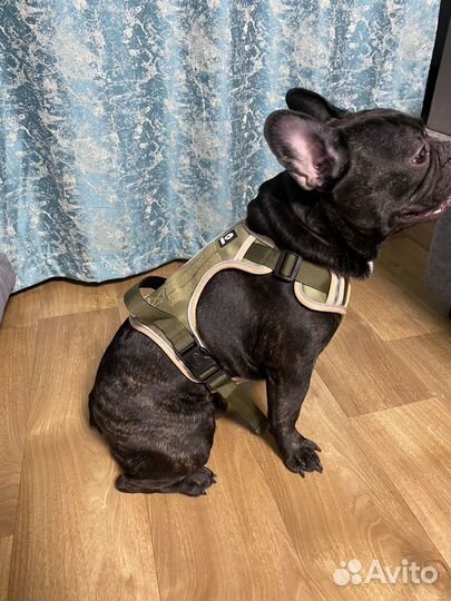 Шлейка для собаки