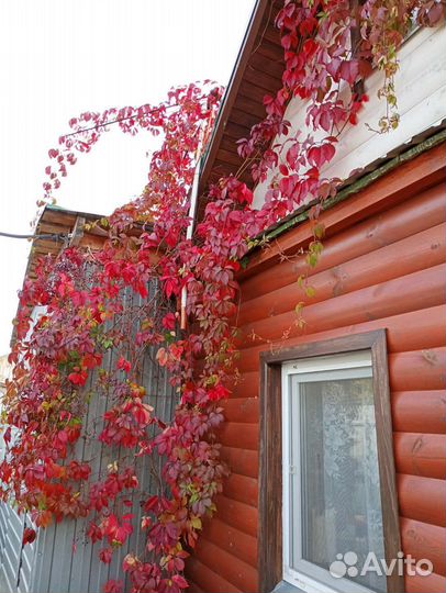 Саженцы девичий виноград