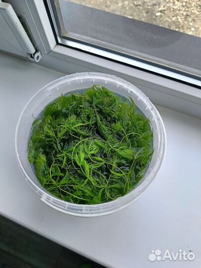 Растения для аквариума