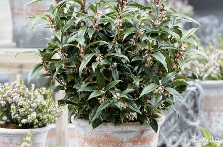 Саркококка