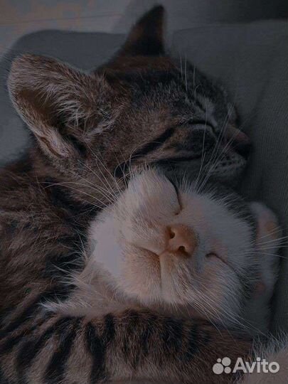 Передержка кошек