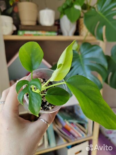 Филодендроны, эпипремнумы